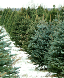 Christmas tree lot