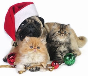 Christmas-pets