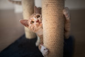 Cat on scratching post