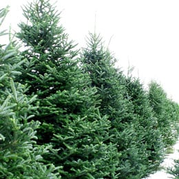 Christmas-tree-farm.jpg