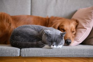 Cleaning tips for pet owners