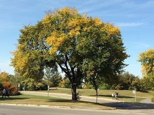 tree branch safety