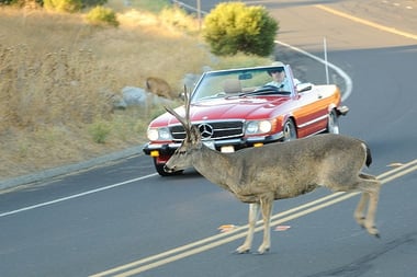 Deer Crossing the Road