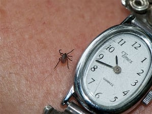Tick causing Lyme Disease