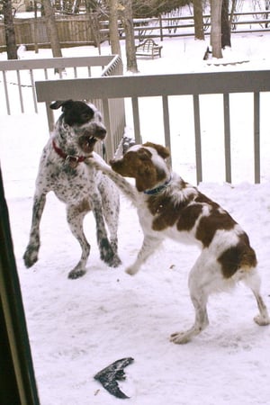 gilman dog attack