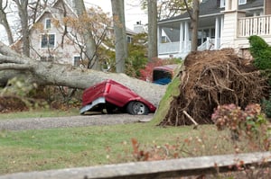 Fallen tree on car