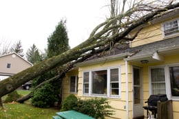 Fallen tree