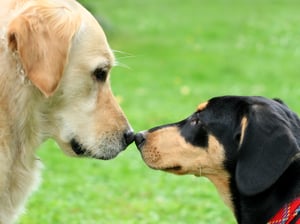 Introducing pets to one another