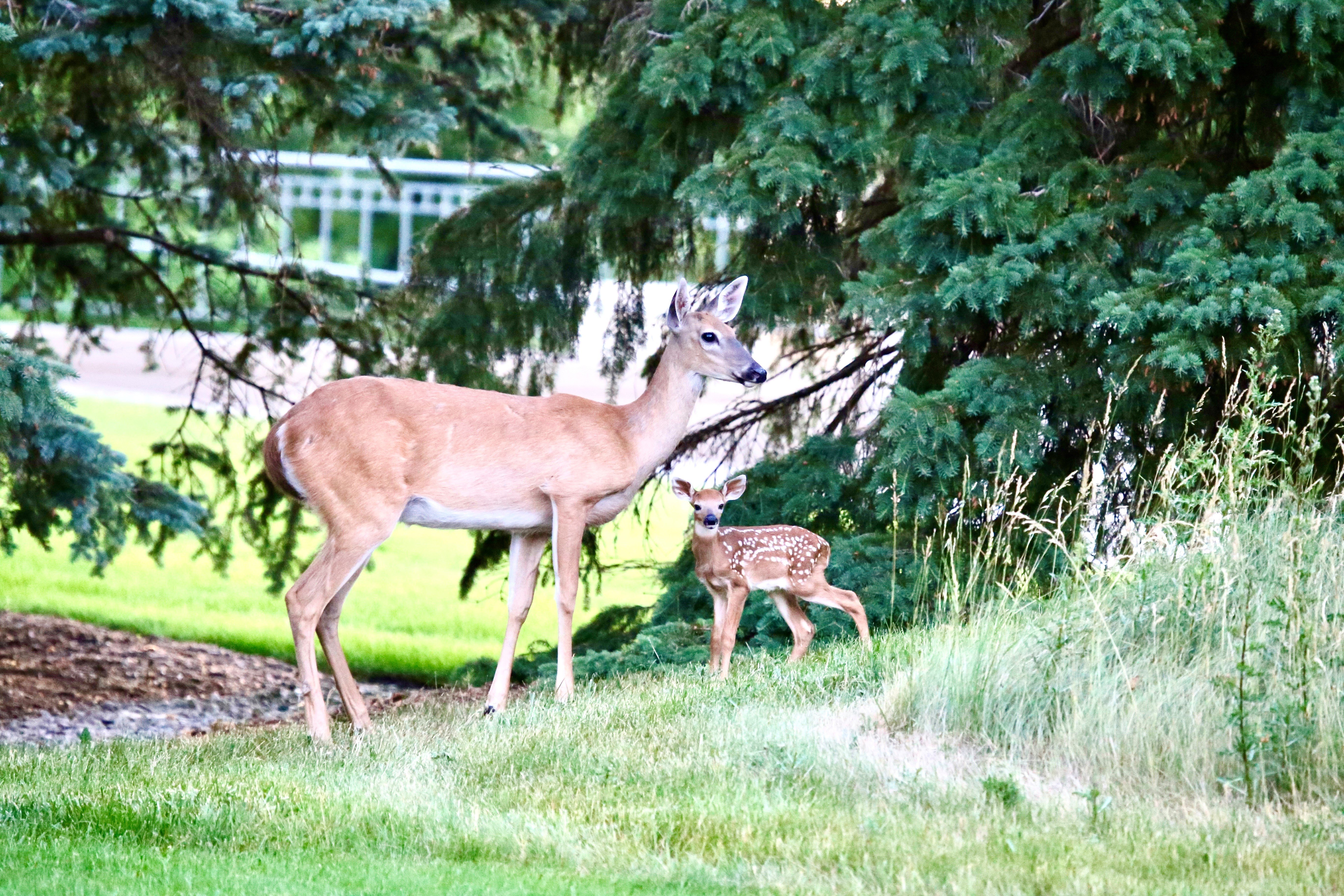 Mom and fawn