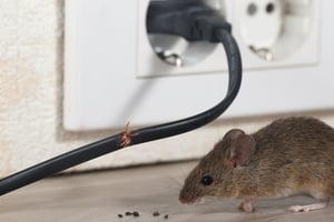 Mouse