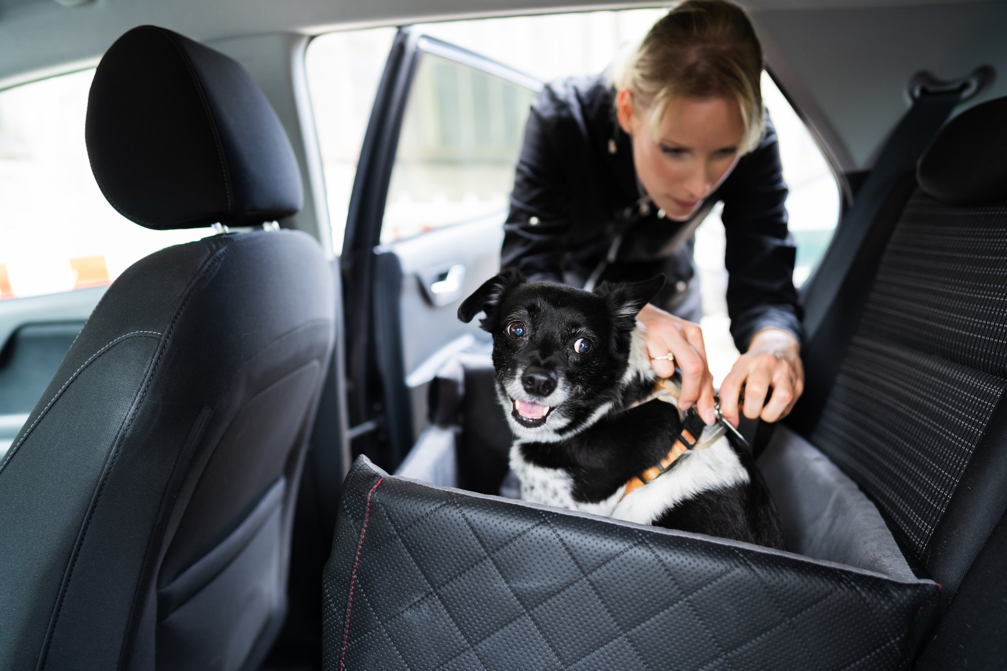 Woman places her dog in back seat of car.