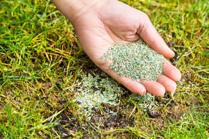 Planting grass seed