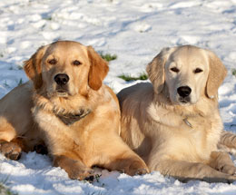 Retrievers-in-snow.jpg