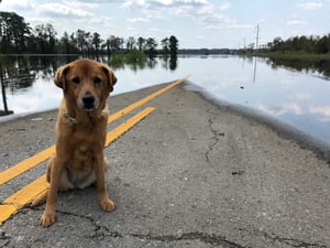 Safe pets during a natural disaster