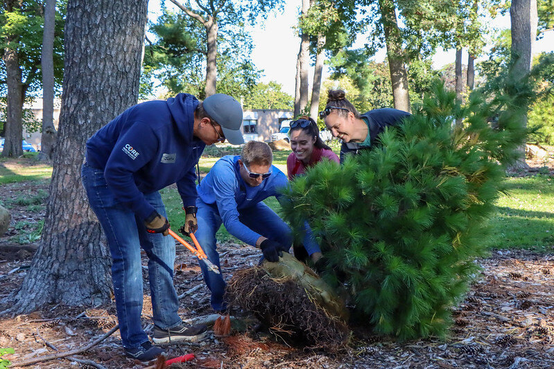 Volunteers work together to plant tamarack tree into the ground.