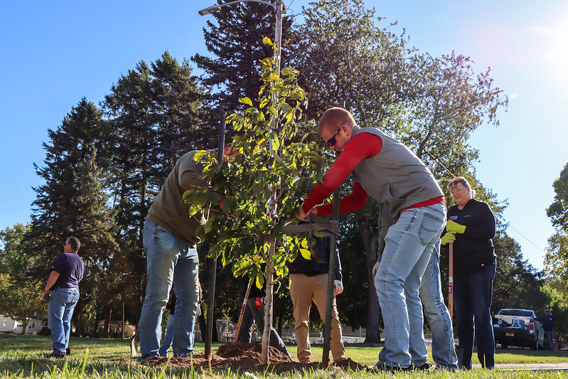 Volunteers place new tree into the ground at Murphy Park in Green Bay, WI.