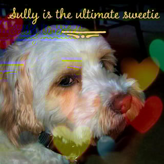 Sully.jpg