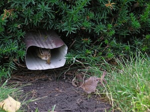 Tips for keeping rodents out of your downspouts