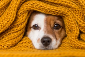 Tips for keeping your home clean with pets