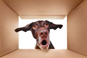 Tips for moving pets into a new home