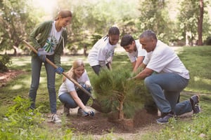 Tips for planting a tree
