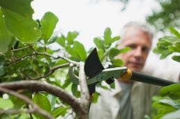 Tree pruning tips