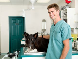 Veterinarian-insurance.jpg