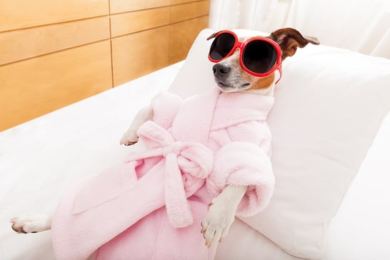 tees dog spa