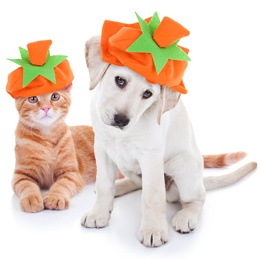 cat dog.jpg