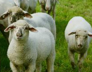 farm animals