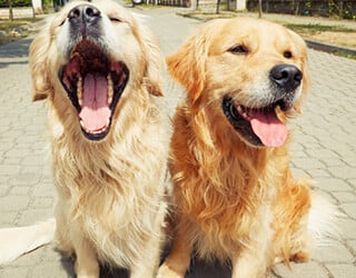 Golden-retriever-dogs_320x250