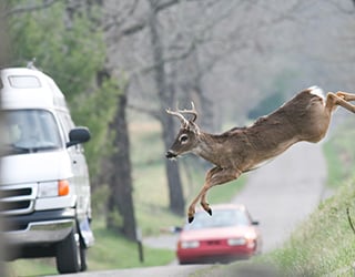 deer-and-van-320x250