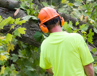 tree-care-specialists_320x250