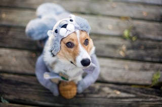 Dog in squirrel costume on Halloween.