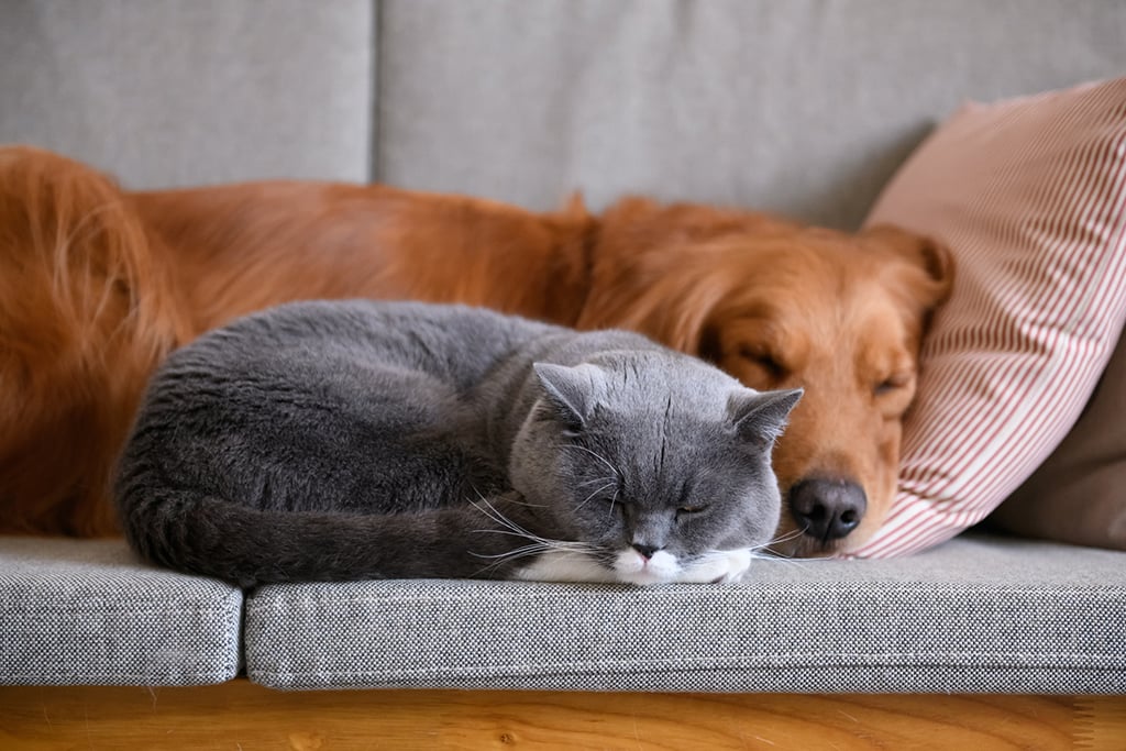 cat_and_dog_sleeping