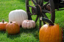 Variety of orange and white pumpkins around a wagon wheel.