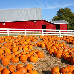 pumpkin-farm.jpg