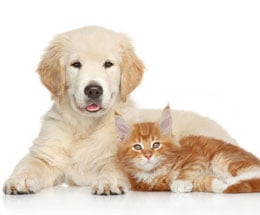 puppy-and-kitten.jpg