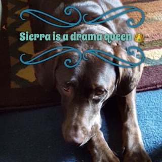 sierra.jpg