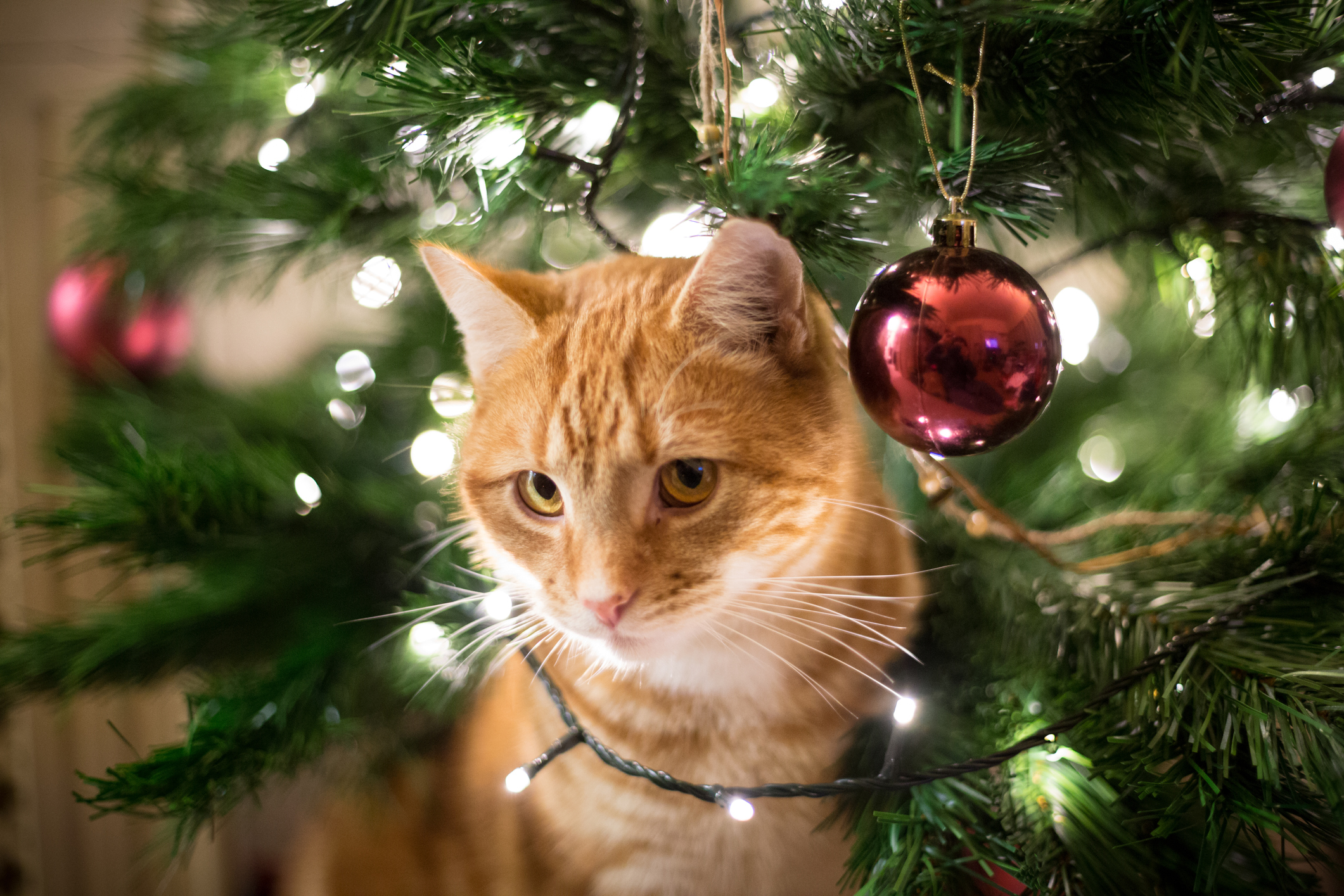 Жалко елки. Новогодний кот. Кот и Новогодняя елка. Коты и елки. Кошка и елка.