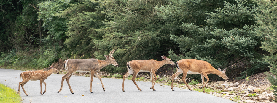 Deer Season Safety Tips to prevent collisions and protect your vehicle blog image