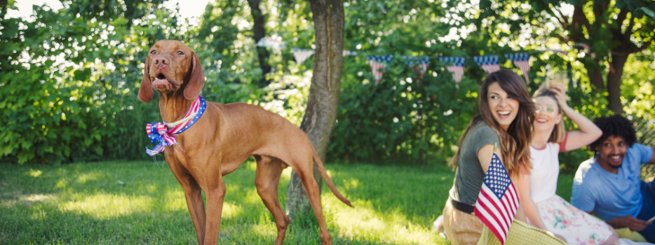 A dog celebrating the 4th of July with its family