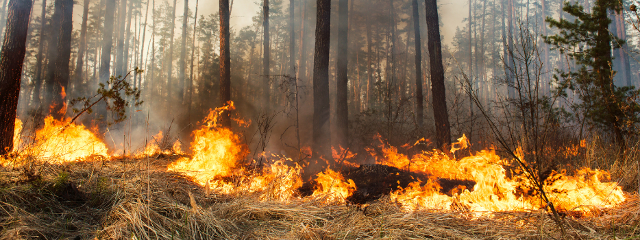 Prevent Wildfires in Your Community Do your part today blog image