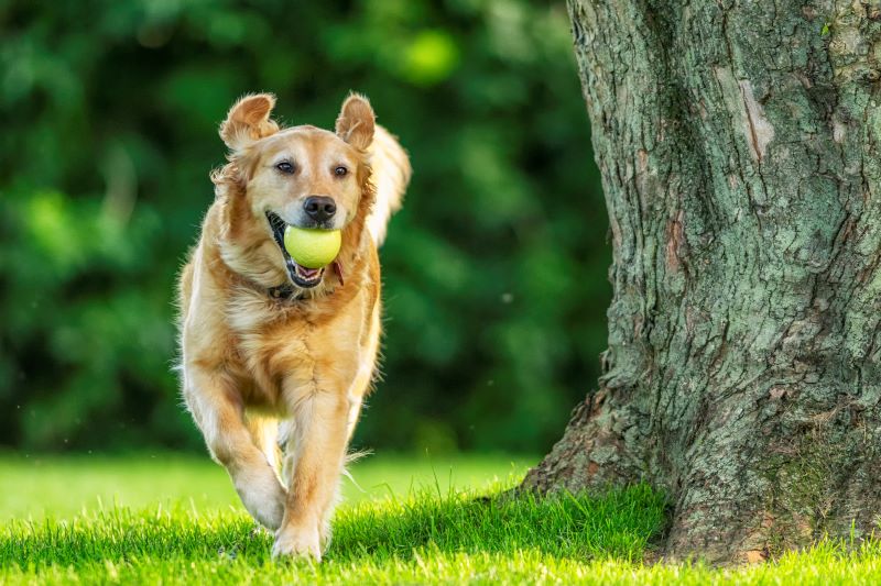 dog running with a ball in its mouth.